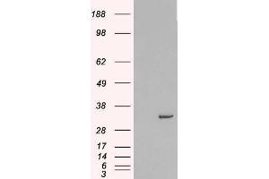 Western Blotting (WB) image for Syntaxin 6 (STX6) peptide (ABIN369597) (Syntaxin 6 (STX6) Peptide)