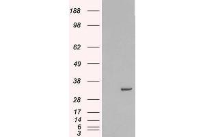 Western Blotting (WB) image for Syntaxin 6 (STX6) peptide (ABIN369597) (Syntaxin 6 (STX6) Peptide)