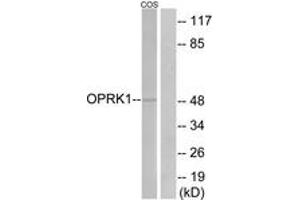 Western blot analysis of extracts from COS7 cells, using OPRK1 Antibody. (OPRK1 anticorps  (AA 321-370))