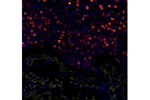 Immunofluorescence (IF) image for anti-Minichromosome Maintenance Complex Component 2 (MCM2) (pSer108) antibody (ABIN7448988)