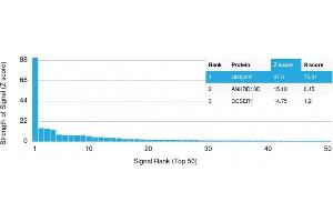 Analysis of Protein Array containing more than 19,000 full-length human proteins using | Z- and S- Score: The Z-score represents the strength of a signal that a monoclonal antibody (MAb) (in combination with a fluorescently-tagged anti-IgG secondary antibody) produces when binding to a particular protein on the HuProtTM array.