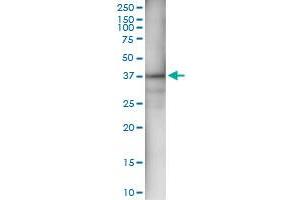 Immunoprecipitation of AKR1C4 transfected lysate using anti-AKR1C4 MaxPab rabbit polyclonal antibody and Protein A Magnetic Bead , and immunoblotted with AKR1C4 MaxPab mouse polyclonal antibody (B01) .