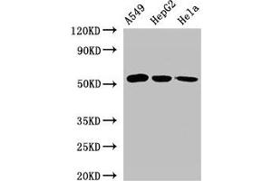 Western Blot Positive WB detected in: A549 whole cell lysate, HepG2 whole cell lysate, Hela whole cell lysate All lanes: ONECUT2 antibody at 2. (ONECUT2 anticorps  (AA 214-331))