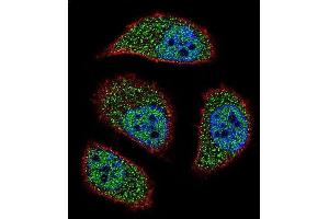Confocal immunofluorescent analysis of NIX Antibody (Center) (ABIN655731 and ABIN2845178) with A549 cell followed by Alexa Fluor?