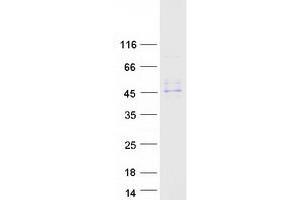 Validation with Western Blot