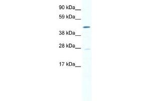 SMYD1 antibody used at 0. (SMYD1 anticorps  (N-Term))