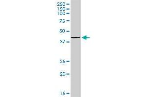 OGG1 MaxPab rabbit polyclonal antibody. (OGG1 anticorps  (AA 1-324))