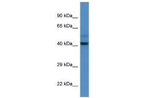 Western Blot showing Dcaf7 antibody used at a concentration of 1. (DCAF7 anticorps  (N-Term))