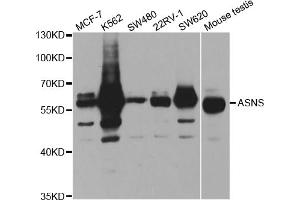 Western blot analysis of extracts of various cell lines, using ASNS antibody. (Asparagine Synthetase anticorps)