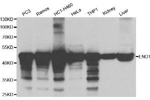 Western blot analysis of extracts of various cell lines, using ENO1 antibody. (ENO1 anticorps)