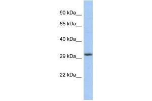 FGF13 antibody used at 1 ug/ml to detect target protein. (FGF13 anticorps  (Middle Region))