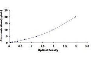 Butyrylcholinesterase (BCHE) ELISA Kit
