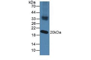 Western blot analysis of Mouse Testis Tissue. (NXN anticorps  (AA 166-327))