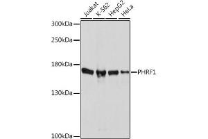 Western blot analysis of extracts of various cell lines, using PHRF1 Rabbit pAb (ABIN7269260) at 1:1000 dilution. (PHRF1 anticorps  (AA 1350-1450))
