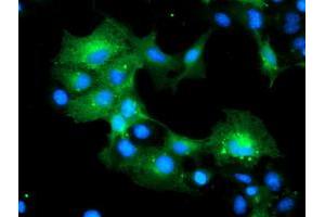 Anti-MLF1 mouse monoclonal antibody (ABIN2455826) immunofluorescent staining of COS7 cells transiently transfected by pCMV6-ENTRY MLF1 (RC202774). (MLF1 anticorps)