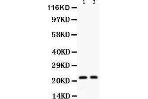 Western Blotting (WB) image for anti-Interleukin 18 (IL18) (AA 37-193) antibody (ABIN3044311) (IL-18 anticorps  (AA 37-193))