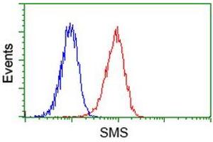 Image no. 4 for anti-Spermine Synthase, SMS (SMS) antibody (ABIN1501097) (SMS anticorps)