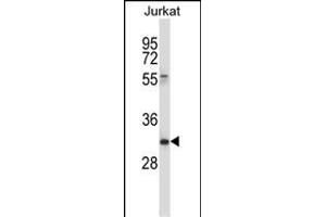 CD7 Antibody (Center) (ABIN657637 and ABIN2846633) western blot analysis in Jurkat cell line lysates (35 μg/lane). (CD7 anticorps  (AA 63-92))