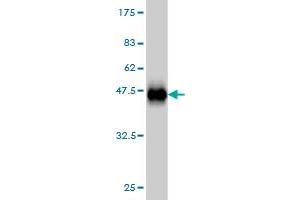Western Blot detection against Immunogen (36.