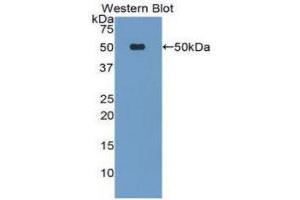 Western Blotting (WB) image for anti-Lipoprotein-Associated phospholipase A2 (Lp-PLA2) (AA 22-441) antibody (ABIN1078438) (PLA2G7 anticorps  (AA 22-441))