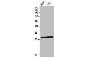 Western blot analysis of 293T 3T3 lysis using MRRF antibody.