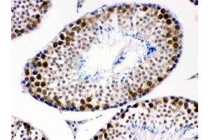 Anti- CDK1 Picoband antibody, IHC(P) IHC(P): Mouse Testis Tissue