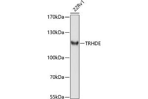 Western blot analysis of extracts of 22Rv1 cells, using TRHDE antibody (ABIN6132912, ABIN6149490, ABIN6149491 and ABIN6214501) at 1:1000 dilution. (TRHDE anticorps  (AA 62-200))