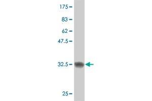 Western Blot detection against Immunogen (32. (SCAND2 anticorps  (AA 1-62))