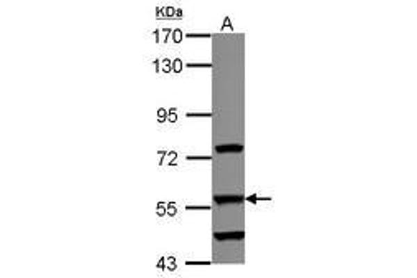 DUSL2 Antikörper  (AA 1-199)