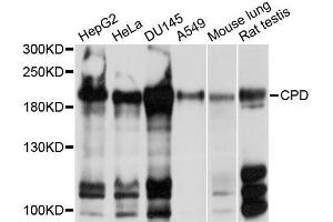 Western blot analysis of extracts of various cell lines, using CPD antibody (ABIN5997500) at 1/1000 dilution.