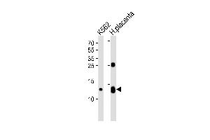 Western blot analysis of lysates from K562 cell line and human placenta tissue lysate (from left to right), using HBG2 Antibody (C-term) (ABIN1944740 and ABIN2838564). (HBG2 anticorps  (C-Term))