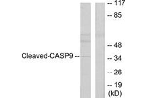 Western blot analysis of extracts from HeLa cells, treated with Etoposide 25uM 60', using Caspase 9 (Cleaved-Asp330) Antibody. (Caspase 9 anticorps  (Cleaved-Asp330))