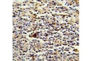 CD1e antibody immunohistochemistry analysis in formalin fixed and paraffin embedded human spleen.