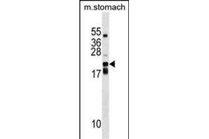 CDC42EP2 Antibody (C-term) (ABIN1536701 and ABIN2848779) western blot analysis in mouse stomach tissue lysates (35 μg/lane). (CDC42EP2 anticorps  (C-Term))