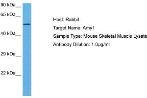 Host: Rabbit Target Name: AMY1 Sample Tissue: Mouse Skeletal Muscle Antibody Dilution: 1ug/ml (AMY1A anticorps  (Middle Region))