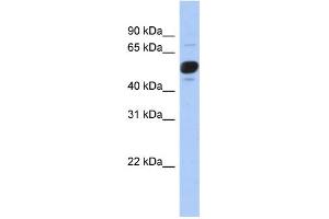 WB Suggested Anti-FRS3 Antibody Titration: 0. (FRS3 anticorps  (Middle Region))