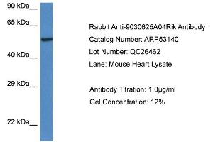Western Blotting (WB) image for anti-Chromosome 13 Open Reading Frame 31 (C13orf31) (C-Term) antibody (ABIN2785251) (LACC1 anticorps  (C-Term))