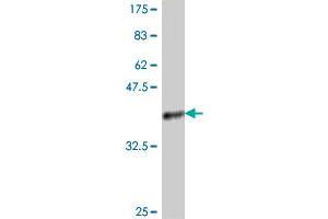 Western Blot detection against Immunogen (37.