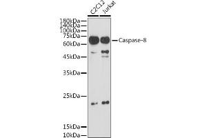 Western blot analysis of extracts of various cell lines, using Caspase-8 antibody (ABIN6131530, ABIN6137970, ABIN6137972 and ABIN6213676) at 1:1000 dilution.