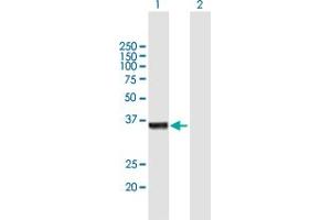 Western Blot analysis of OSGEP expression in transfected 293T cell line by OSGEP MaxPab polyclonal antibody.