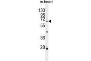Western blot analysis in mouse heart tissue lysates (35ug/lane) using NKPD1  Antibody (C-term). (NKPD1 anticorps  (C-Term))