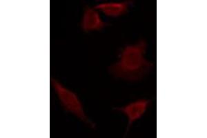 ABIN6276049 staining 293 by IF/ICC.