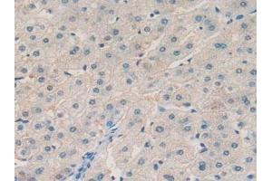 anti-alpha-2-Glycoprotein 1, Zinc-Binding (AZGP1) (AA 180-298) antibody