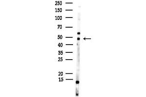 anti-Natural Cytotoxicity Triggering Receptor 1 (NCR1) (Internal Region) antibody