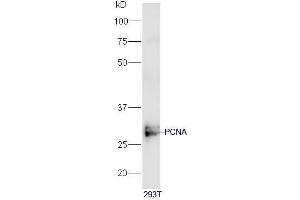 Human 293T cell lysates probed with PCNA [Proliferation Marker] Polyclonal Antibody, Unconjugated  at 1:5000 90min in 37˚C. (PCNA anticorps  (AA 201-261))