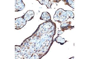 Immunohistochemistry of paraffin-embedded human placenta using LM Rabbit mAb (ABIN7268205) at dilution of 1:100 (40x lens). (LMAN1 anticorps)