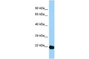 WB Suggested Anti-Aes Antibody Titration: 1.