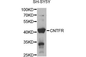 Western blot analysis of extracts of SH-SY5Y cells, using CNTFR antibody (ABIN6294195) at 1:1000 dilution.