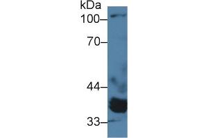 Western Blot; Sample: Porcine Heart lysate; Primary Ab: 2µg/ml Rabbit Anti-Human PPM1A Antibody Second Ab: 0. (PPM1A anticorps  (AA 2-382))