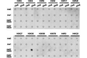 Dot-blot analysis of all sorts of methylation peptides using H3K36me2 antibody. (Histone 3 anticorps  (H3K36me2))